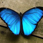 male blue morpho butterfly pic 2 , 7 Male Blue Morpho Butterfly Pictures In Butterfly Category