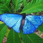male blue morpho butterfly pic 3 , 7 Male Blue Morpho Butterfly Pictures In Butterfly Category