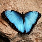 male blue morpho butterfly pic 4 , 7 Male Blue Morpho Butterfly Pictures In Butterfly Category