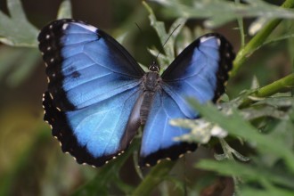 Male Blue Morpho Butterfly Pic 4 , 7 Male Blue Morpho Butterfly Pictures In Butterfly Category
