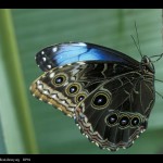 male blue morpho butterfly pic 5 , 7 Male Blue Morpho Butterfly Pictures In Butterfly Category