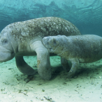 manatee amazon endangered species , 7 Endangered Animals In The Amazon Rainforest In Animal Category