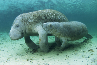 Manatee Amazon Endangered Species , 7 Endangered Animals In The Amazon Rainforest In Animal Category
