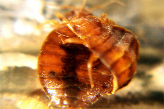 mating bedbug pic 1 in Amphibia