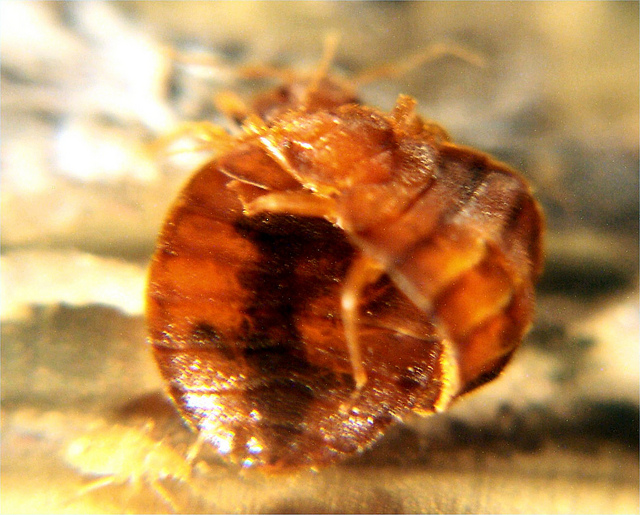 Bug , 4 Pictures Of Mating Bedbug : Mating Bedbug Pic 1