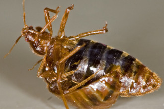 mating bedbug pic 2 in Invertebrates