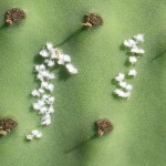 mealybugs facts pictures 1 , 7 Mealybugs Facts Pictures In Bug Category