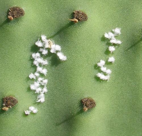 mealybugs facts pictures 1