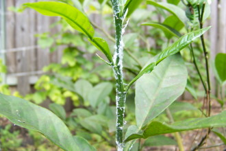 mealybugs facts pictures 2 in Plants