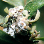 mealybugs facts pictures 3 , 7 Mealybugs Facts Pictures In Bug Category