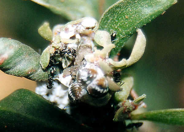 Bug , 7 Mealybugs Facts Pictures : Mealybugs Facts Pictures 3