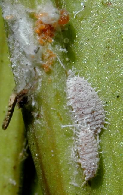 Bug , 7 Mealybugs Facts Pictures : Mealybugs Facts Pictures 4