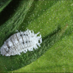 mealybugs facts pictures 5 , 7 Mealybugs Facts Pictures In Bug Category