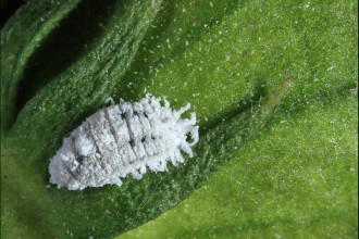 Mealybugs Facts Pictures 5 , 7 Mealybugs Facts Pictures In Bug Category