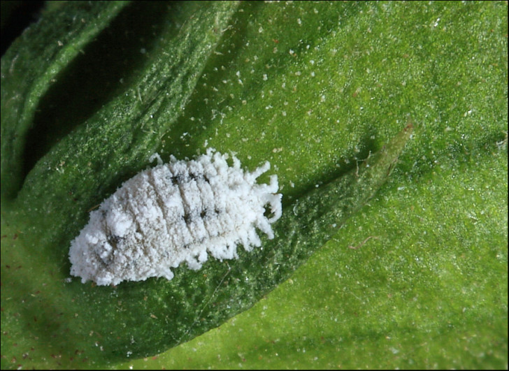 Bug , 7 Mealybugs Facts Pictures : Mealybugs Facts Pictures 5