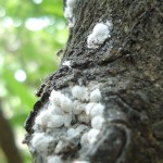 mealybugs facts pictures 6 , 7 Mealybugs Facts Pictures In Bug Category