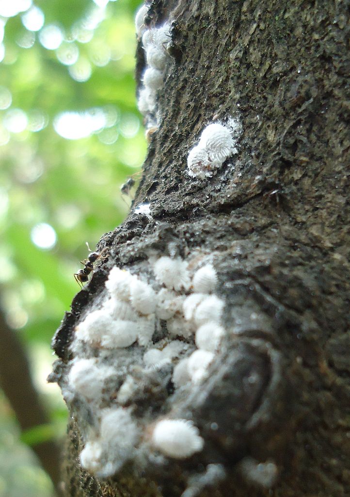Bug , 7 Mealybugs Facts Pictures : Mealybugs Facts Pictures 6