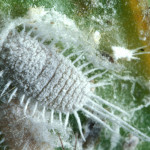 mealybugs facts pictures 7 , 7 Mealybugs Facts Pictures In Bug Category