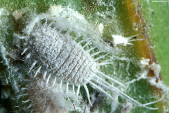 Mealybugs Facts Pictures 7 , 7 Mealybugs Facts Pictures In Bug Category
