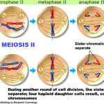 meiosis cell , 4 Meiosis Cell Division Animation In Cell Category