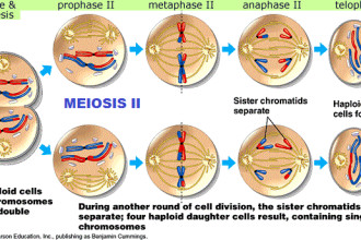 meiosis cell in Amphibia