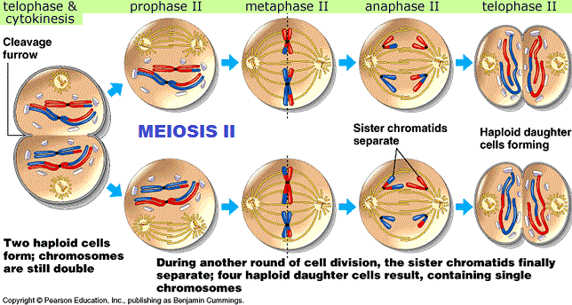 Cell , 4 Meiosis Cell Division Animation : Meiosis Cell