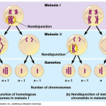 meiosis stages animation , 4 Meiosis Cell Division Animation In Cell Category