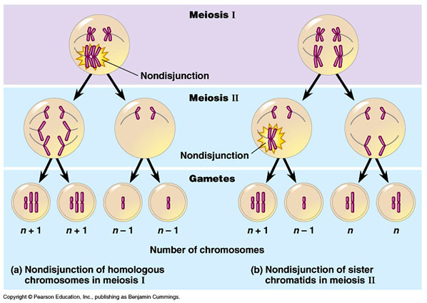 Cell , 4 Meiosis Cell Division Animation : Meiosis Stages Animation
