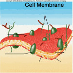 membrane cell structures  , 5 Pictures Of Animal Cell Membrane In Cell Category