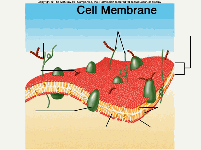 Cell , 5 Pictures Of Animal Cell Membrane : Membrane Cell Structures 