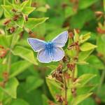 miami blue butterfly facts pic 1 , 6 Miami Blue Butterfly Facts In Butterfly Category