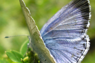 Miami Blue Butterfly Facts Pic 5 , 6 Miami Blue Butterfly Facts In Butterfly Category