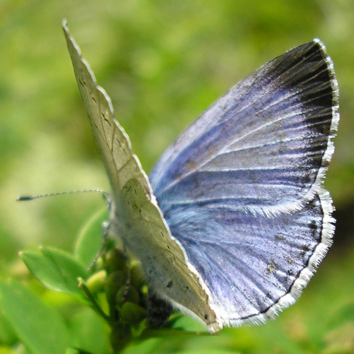 Butterfly , 6 Miami Blue Butterfly Facts : Miami Blue Butterfly Facts Pic 5