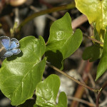 miami blue butterfly facts pic 6 , 6 Miami Blue Butterfly Facts In Butterfly Category