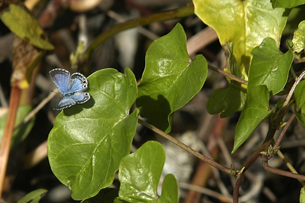 Butterfly , 6 Miami Blue Butterfly Facts : Miami Blue Butterfly Facts Pic 6