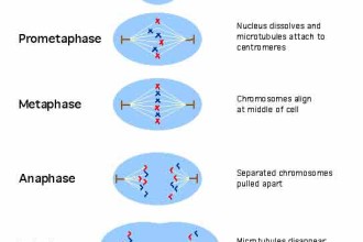 mitosis cell division diagrams in Mammalia