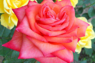 Modern Hybrid Tea Rose , 7 Modern Hybrid Tea Roses Photos In Plants Category