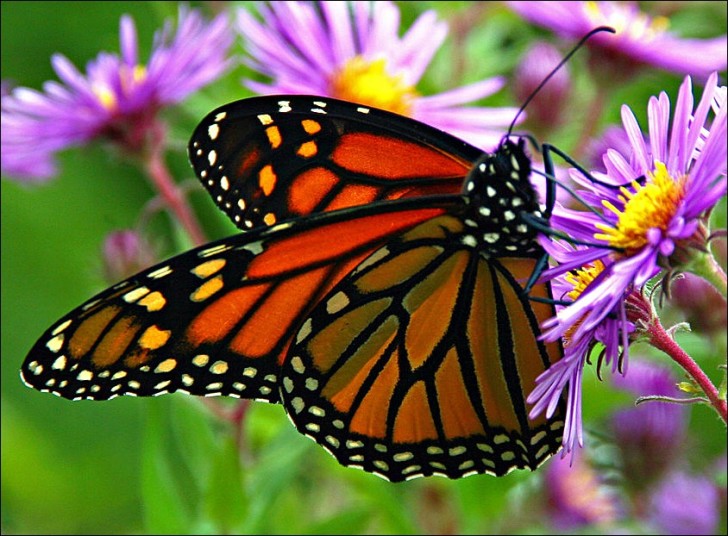 Butterfly , 7 What Does Monarch Butterfly Eat : Monarch Butterflies Eat