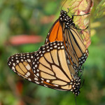 monarch butterflies mating photo , 9 Monarch Butterfly Mating Photos In Butterfly Category