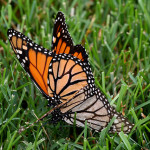 monarch butterfly breeding , 9 Monarch Butterfly Mating Photos In Butterfly Category