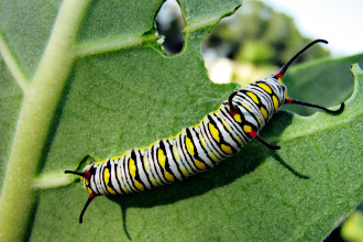 Monarch Butterfly Caterpillar And Foodplant , 8 Monarch Butterfly Caterpillar In Butterfly Category
