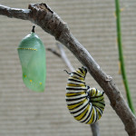 monarch butterfly caterpillar and pupa , 8 Monarch Butterfly Caterpillar In Butterfly Category