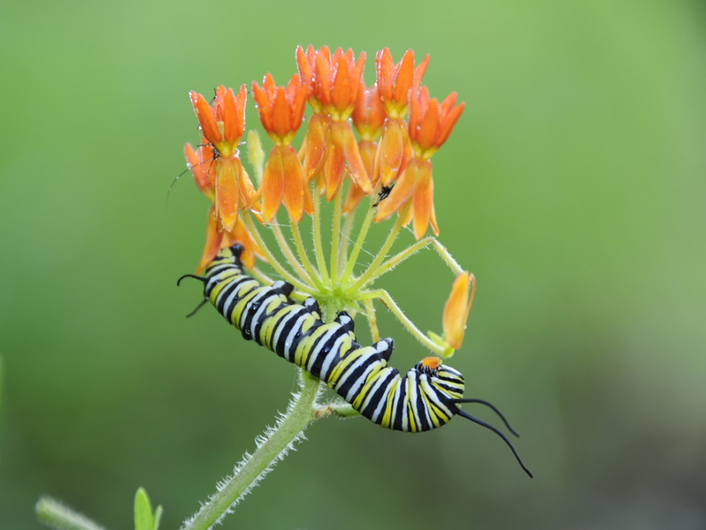 monarch butterfly caterpillar picture : Biological Science ...