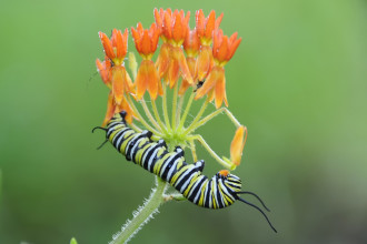 monarch butterfly caterpillar picture in Butterfly