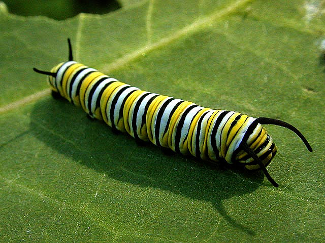 Butterfly , 8 Monarch Butterfly Caterpillar : Monarch Butterfly Caterpillar