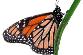 Monarch Butterfly Clipart Picture , 10 Monarch Butterfly Clip Art In Butterfly Category