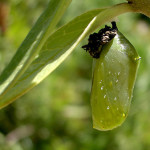 monarch butterfly cocoon , 7 Monarch Butterfly Pupa Photos In Butterfly Category