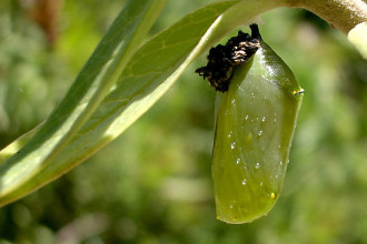 Monarch Butterfly Cocoon , 7 Monarch Butterfly Pupa Photos In Butterfly Category