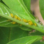 monarch butterfly eggs on leaves , 6 Monarch Butterfly Eggs Photos In Butterfly Category