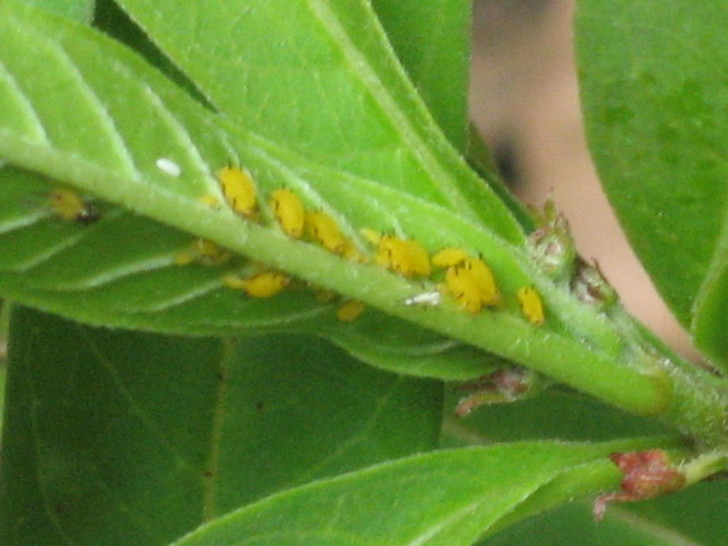 Butterfly , 6 Monarch Butterfly Eggs Photos : Monarch Butterfly Eggs On Leaves